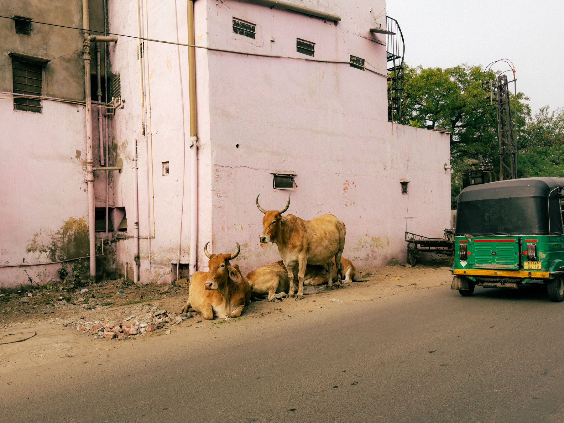 Cows Beside Pink Building And Auto-Rickshaw